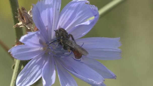 Gri Atlama Örümcek Aile Salticidae Pompilid Eşek Arıları Ammophila Sabulosa — Stok video