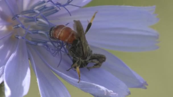 グレー ジャンプくも家族 ハエトリグモ科 風に揺れる青い花 Pompilid 小国町 砂スズメバチの赤縞 を攻撃します 昆虫のマクロ — ストック動画