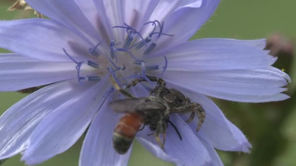 灰跳蜘蛛科 Salticidae 攻击庞皮利德黄蜂 Ammophila Sabulosa 红带沙黄蜂 在一个蓝色的花在风中摇摆 昆虫宏4K — 图库视频影像