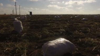 Güzel mavi bulutların ve parlak gün ışığının arka planına karşı uzun tarımsal bir tarlada tarım mahsulü olan pürüzsüz çantalar.