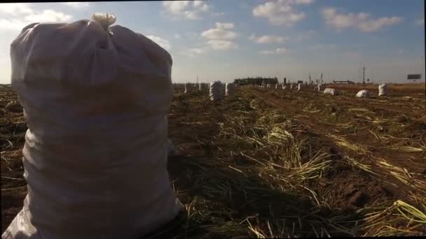 Väskor Med Morötter Som Skördats Ett Jordbruksfält Mot Bakgrund Sol — Stockvideo