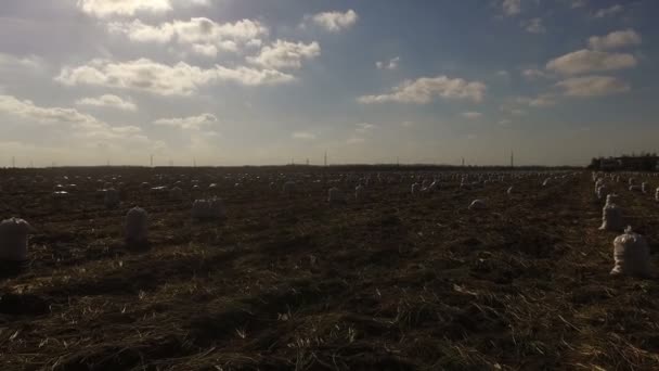Säcke voller Möhren, geerntet auf einem landwirtschaftlichen Feld vor dem Hintergrund von Sonne und blauen Wolken, die Bauern im Herbst geerntet