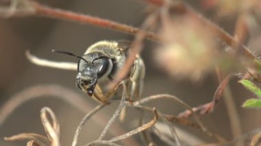 Yabanarısı sabah kuru bir çiçekte dilini temizler, ağzını açar. Anthophila, Apoidea, Batı bal arısı