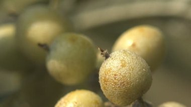 Elaeagnus angustifolia, Elaeagnus cinsinin bir türüdür.