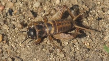 Makro görünüm böceği Gryllinae, ya da yerde oturan tarla çekirgesi.