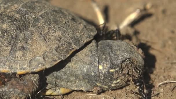 黑蚂蚁攻击一只小乌龟 这只乌龟在离开蛋 宏观视图头之后死亡 — 图库视频影像