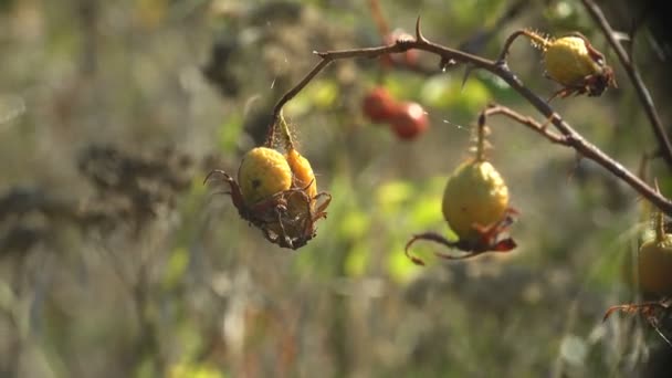 Dry Red Rose Canina Dog Rose Berries Sway Wind Autumn — Stock Video