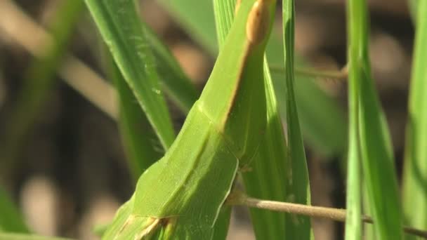 Macro View Insect Leptysma Marginicollis Slender Locust Leptysma Marginicollis Cattail — Stock Video