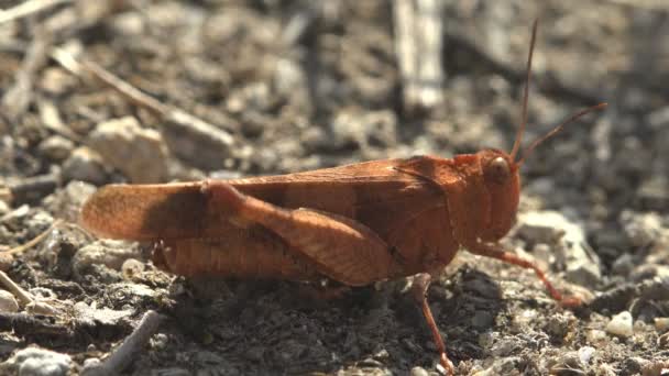 Dissosteira Carolina Carolina Grasshopper Carolina Locust Ακρίδα Μαύρα Φτερά Ξεσκονόπανο — Αρχείο Βίντεο