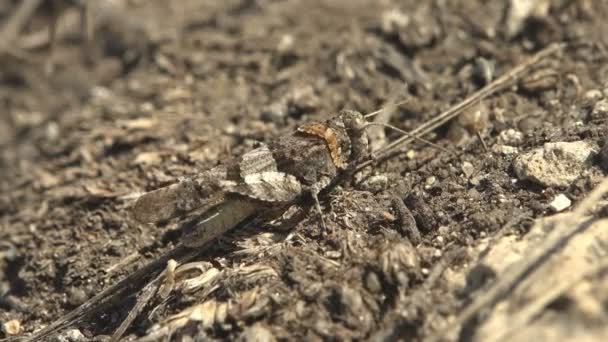 Carolina Heuschrecke Auf Nahrungssuche Auf Der Erde Carolina Heuschrecke Schwarzflügelheuschrecke — Stockvideo