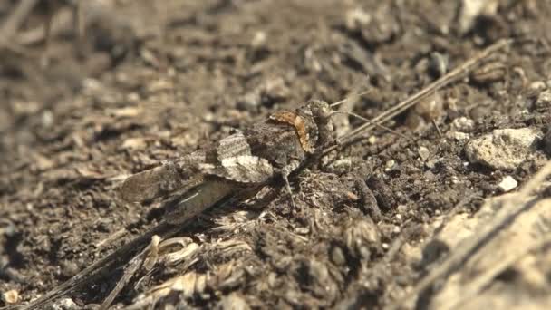 Saltamontes Carolina Busca Alimento Tierra Langostas Carolina Saltamontes Alas Negras — Vídeo de stock