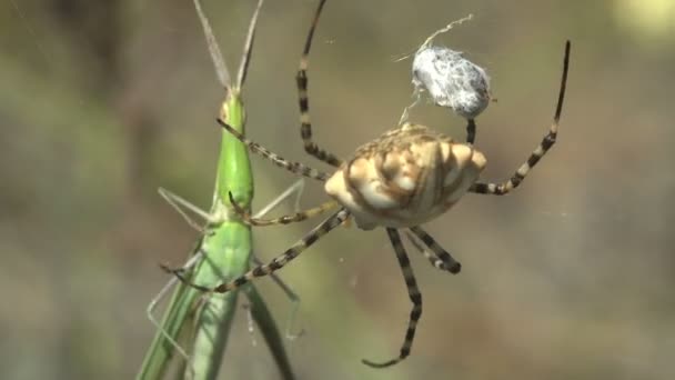 蜘蛛弓形虫攻击蜘蛛网中的尾巴牙签蚱蜢 Leptysma Marginal Icollis 在野外的风中摇曳 — 图库视频影像