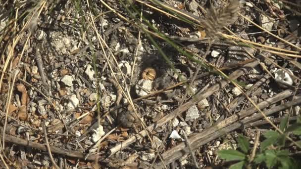 Fondo Natural Semillas Plantas Flores Hierbas Encuentran Suelo Gris Otoño — Vídeo de stock