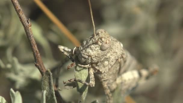 Grasshopper Protective Disguise Eats Green Sprouts Open Ground Carolina Locust — Stock Video
