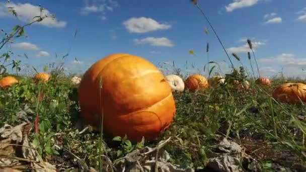 Movimiento Alrededor Grandes Calabazas Amarillas Campo Granjero Calabazas Que Crecen — Vídeos de Stock