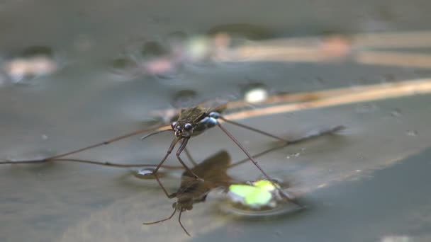 ゲリダエ Gerridae ヘミプテラ Hemiptera のための昆虫科で 一般的に水のストライダー 水のスケーター 水の虫 池のスケーター 水のスキッパー — ストック動画