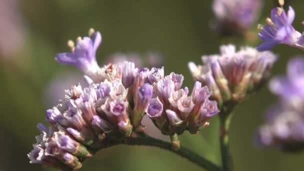 Limonium Narbonense Grows Wild Meadow Midsummer Warm Wind Sea Lavender — Stock Video