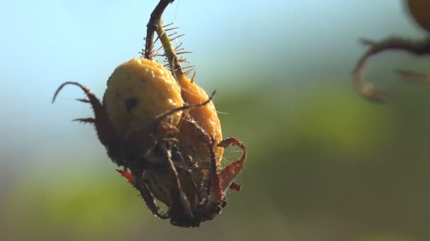 Rose Rouge Sèche Les Baies Des Hanches Balancent Dans Vent — Video