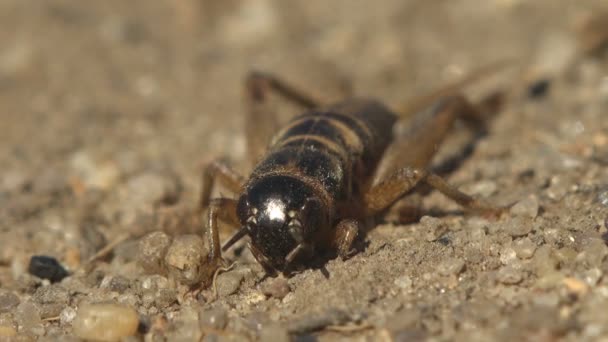Makro Pohled Hmyz Gryllinae Nebo Polní Kriket Sedí Zemi — Stock video
