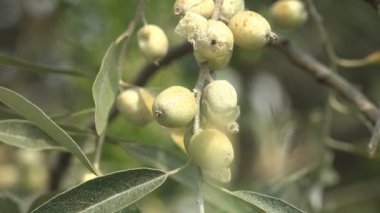 Elaeagnus commutata (Elaeagnus angustifolia), Elaeagnus familyasından bir kuş türü.
