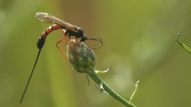 Agathidinae Subfamily Braconid Parasitoid Wasps Sitting Flower Bud Wild Meadow — Αρχείο Βίντεο