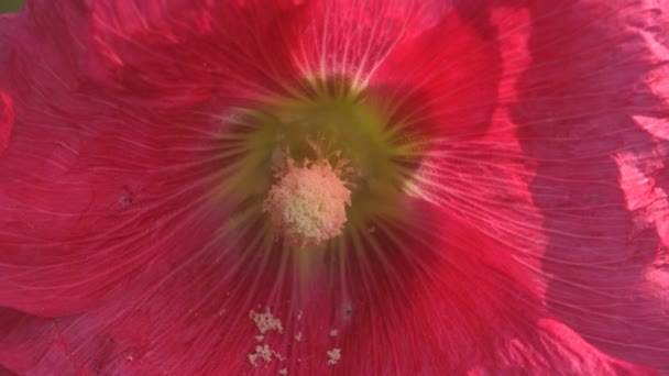 Große Wildblumen Rosa Rot Malva Moschata Moschus Malve Oder Moschus — Stockvideo