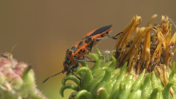 Жук Пьет Сок Молодом Растении Firebug Pyrrhocoris Apterus Насекомое Семейства — стоковое видео