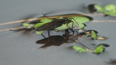 Gerridae, genellikle su yürüyücüleri, su böcekleri, su böcekleri, gölet patencileri, su sıçrayıcıları veya İsa böcekleri olarak bilinen bir böcek familyasıdır.