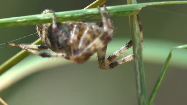 Larinioides Cornutus Furchenspinne Furchenkugelspinne Große Spinne Sitzt Gras Einem Hinterhalt — Stockvideo