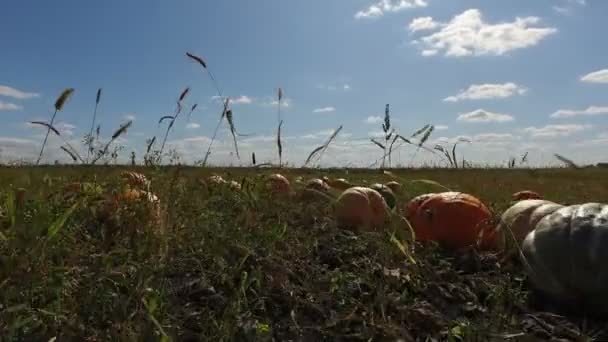 Movimento Torno Grandes Abóboras Amarelas Campo Agricultor Abóboras Crescendo Grama — Vídeo de Stock