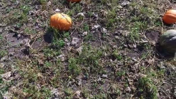 Movement Yellow Large Pumpkins Farmer Field Pumpkins Growing Grass Meadow — Stock Video