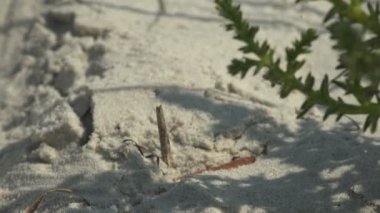 Vahşi kumlu sahilde yeşil dikenli bitkiler. Firebug, Pyrrhocoris apterus, Pyrrhocoridae familyasından bir böcek, kırmızı ve siyah renkli.