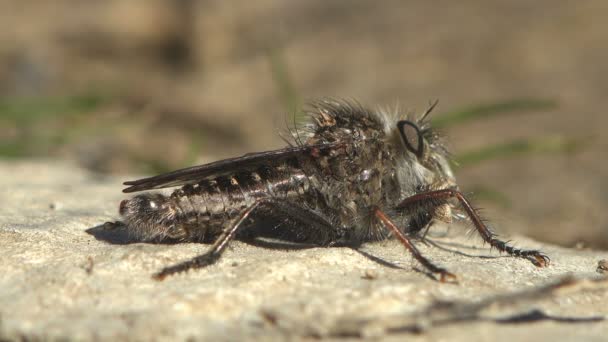 Asilidae Assassin Flies Shaggy Young Robber Fly Resting Sandy Ground — Stock Video