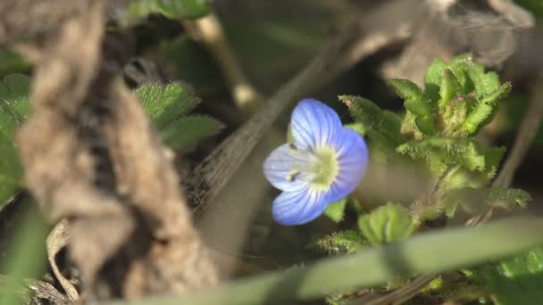 Vorfrühling Kleine Blaue Blume Wächst Zwischen Grünem Frischem Gras — Stockvideo