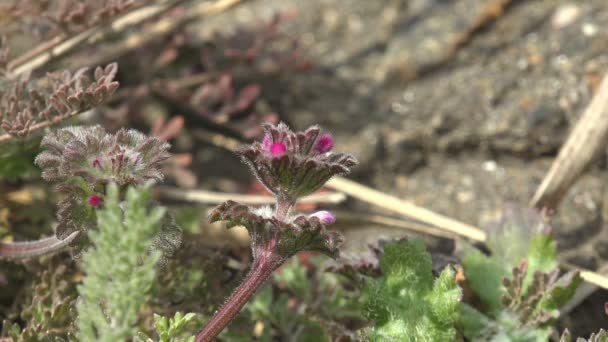 Início Primavera Pequena Flor Fofa Roxa Cresce Entre Grama Verde — Vídeo de Stock