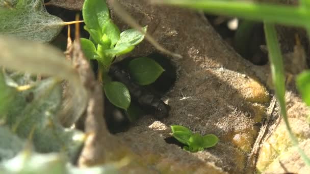 Lagarta Preta Rastejou Entre Plantas Verdes Larva Borboleta Macro Ver — Vídeo de Stock