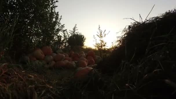 Στο Ηλιοβασίλεμα Συγκομιδή Κολοκύθας Καλλιέργεια Βρίσκεται Στην Άκρη Ενός Γεωργικού — Αρχείο Βίντεο