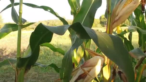 Widok Przez Zarośla Kukurydzy Wysokiej Wypas Koni Zielonej Łące Skraju — Wideo stockowe