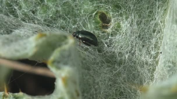 Pequeño Escarabajo Hoja Muelle Verde Sentarse Joven Arctium Plantas Bienales — Vídeo de stock