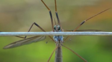 Turna sineği, sivrisinek şahinleri, uzun yapışkan bacaklı, Tipulidae familyasından, yeşil çayırların arasında yatay çim sapında otururlar. Böcek. Makro
