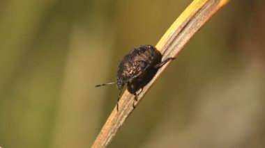 Pentatomidae, Hemiptera takımına mensup böcek familyasından bir böcek familyasıdır.