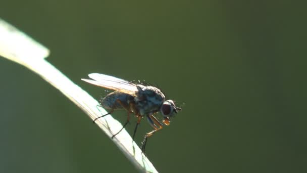 Movimento Verão Vento Inseto Diptera Mosca Senta Caule Grama Todos — Vídeo de Stock