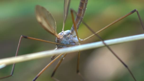 鹤苍蝇 蚊子鹰 长有高耸的腿 栖息在青草地的水平草茎上 — 图库视频影像