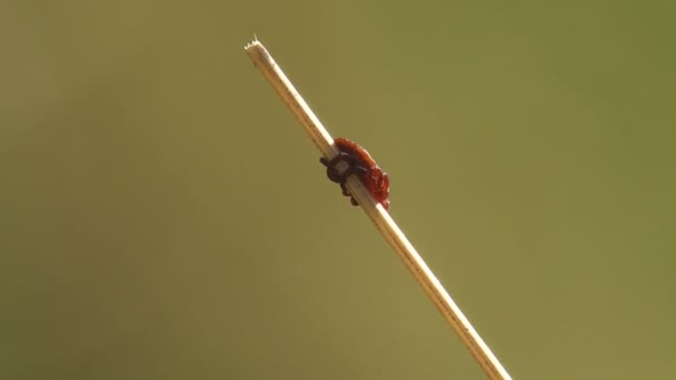 Tick Order Parasitiformes Sits Grass Stem Ready Attack Person Animal — Wideo stockowe