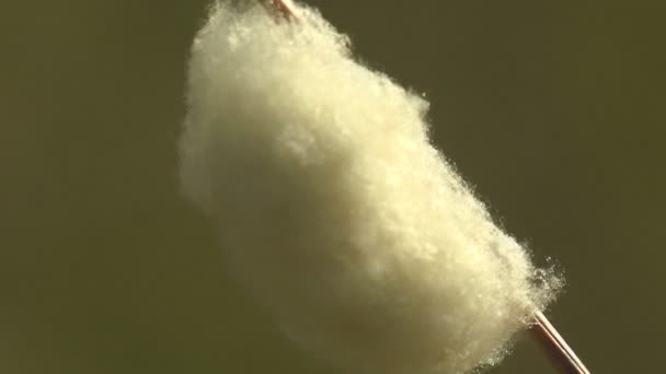 草の茎にぶら下がっている白い繭 昆虫の繁殖 卵の貯蔵と天候保護 マクロ — ストック動画
