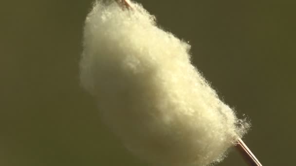 Witte Cocon Hangend Aan Een Stam Van Gras Voortplanting Van — Stockvideo