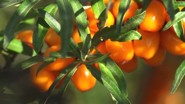 Hippophae Bessen Geslacht Van Duindoorns Groot Geschoten Een Boom Met — Stockvideo