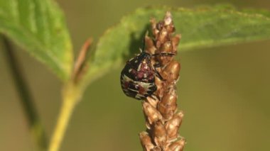 Pentatomidae, nymph - Euschistus tristigmus (böcek makrosu) yaz otlağında kuru bitki tohumlarının üzerinde oturur ve kılık değiştirir.