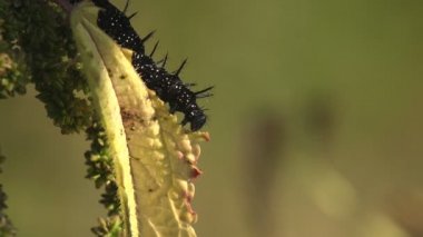 Dikenli siyah tırtıl ısırgan otunun üzerinde oturur ve yeşil yapraklar, böcek makrosu yer.