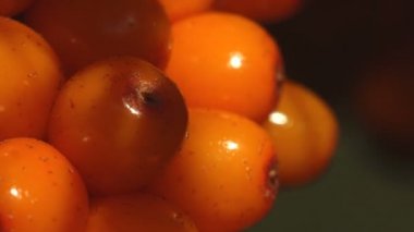 Su aygırı üzümleri, deniz dikenleri cinsi, uzun yapraklı bir ağaçta büyük vuruşlar, makro.